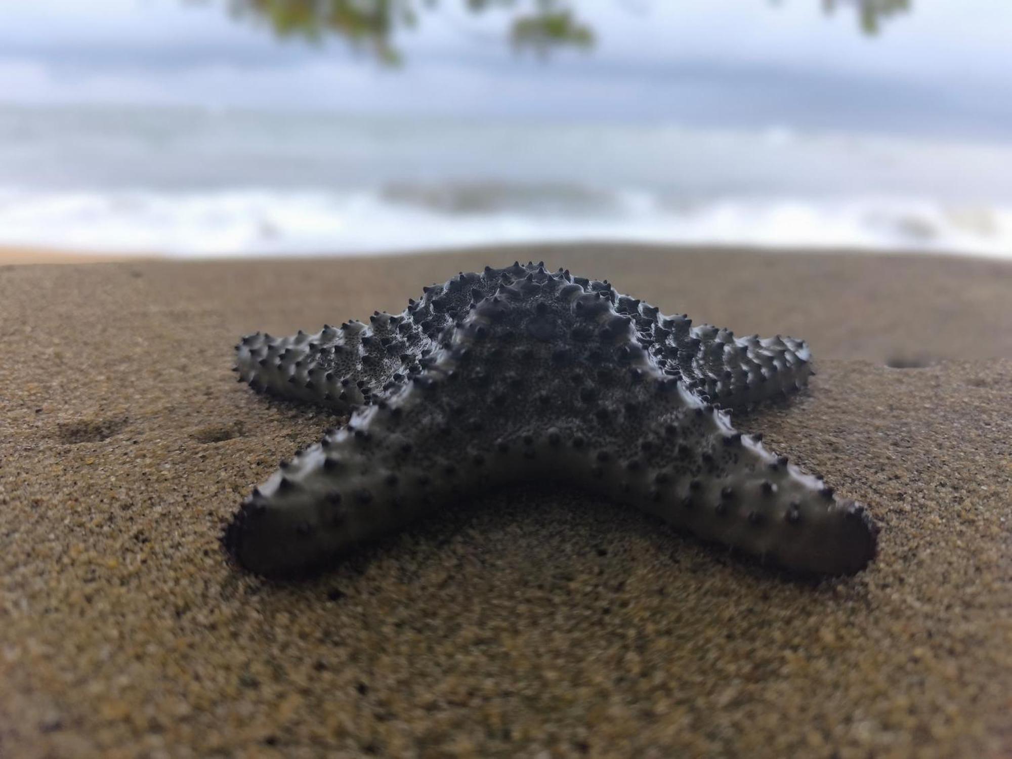 La Villa Lou, Musee Des Arts Grand Batangua Kribi Zewnętrze zdjęcie